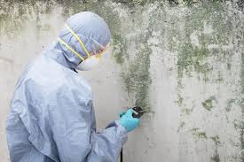 Best Black Mold Removal  in Lliams Bay, WI